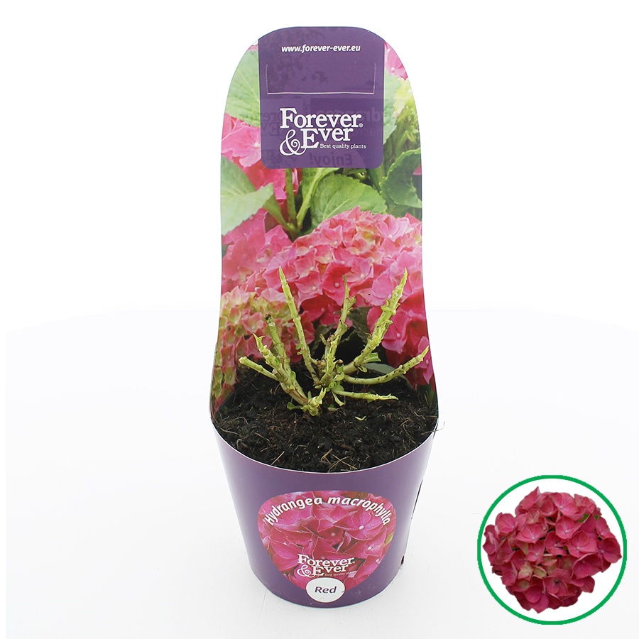 Hydrangea macr. Forever & Ever® Rood C2 (17cm.) Potcover, D 17