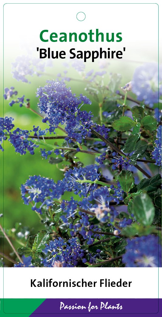Ceanothus del. 'Blue Sapphire' 30-40C5, D 23 cm