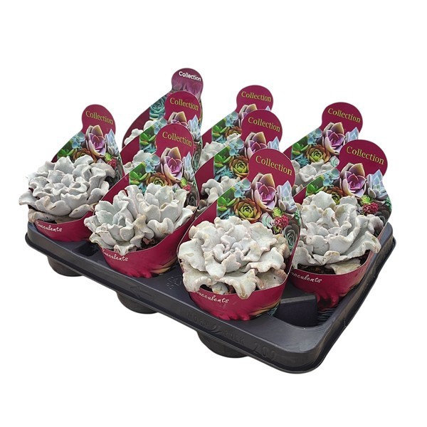 ECHEVERIA 'BALLET DANCER' - POT Ø 10,5- COLLECTION WITH POTCOVER (SUCCULENTEN), D 10,5