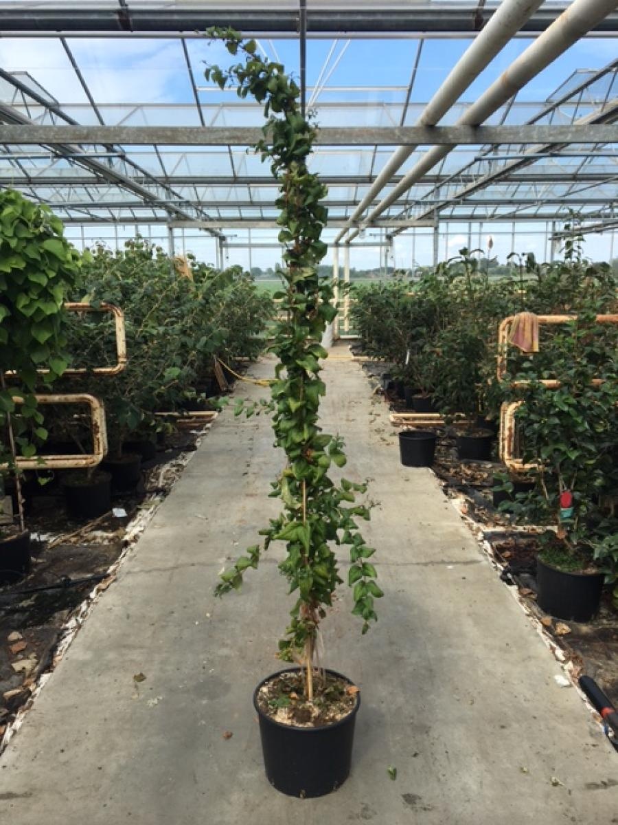 Abeliophyllum distichum, D 40