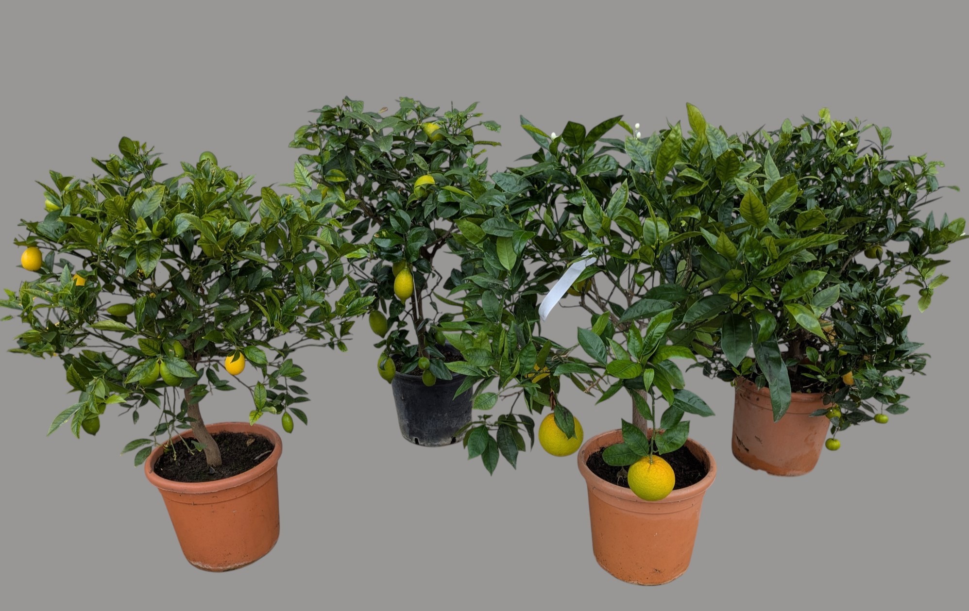 Citrus mix P28, D 28