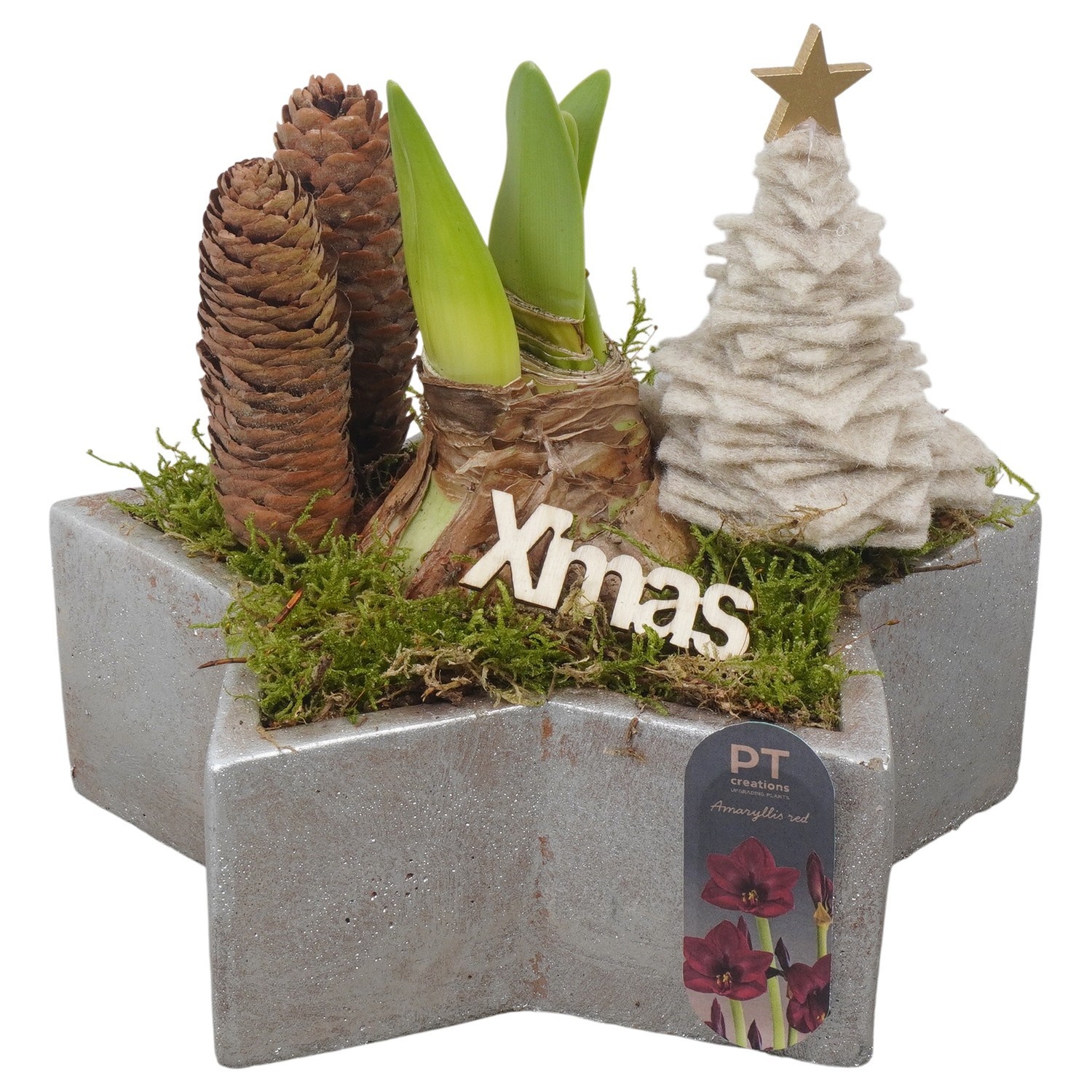 PTACH2498 Arrangement Amaryllis Christmas in beton ster pot, D 20