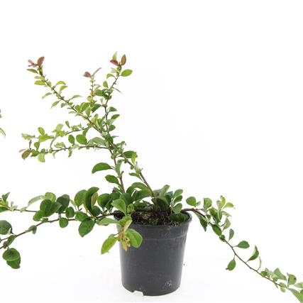 Chaenomeles sup. 'Red Trail', D 14 cm