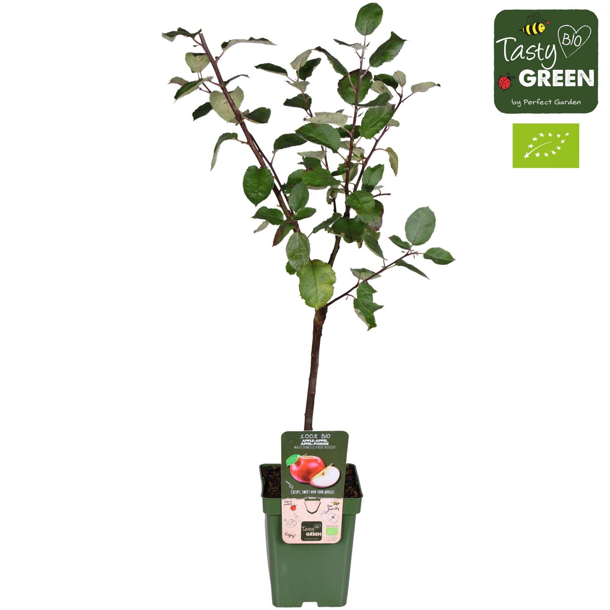 Malus domestica Rode Boskoop Bio P23, D 23 cm