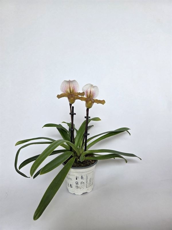 Paphiopedilum p09 Helena 2bl, D 9 cm