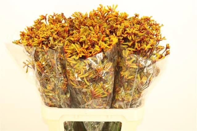 Анигозантус Голд Фивер 80, шт.