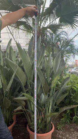 Стрелитзиа регинае Аитон 35 130