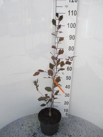 Fagus sylv. Purpurea Tricolor 60-80 P23, D 23 cm