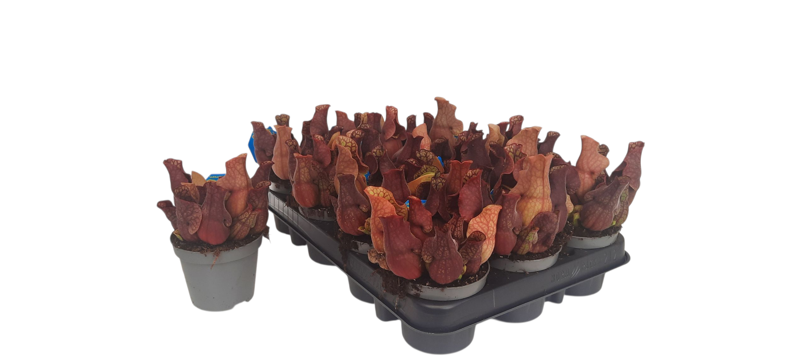 Sarracenia Purpurea Venosa, D 9 cm