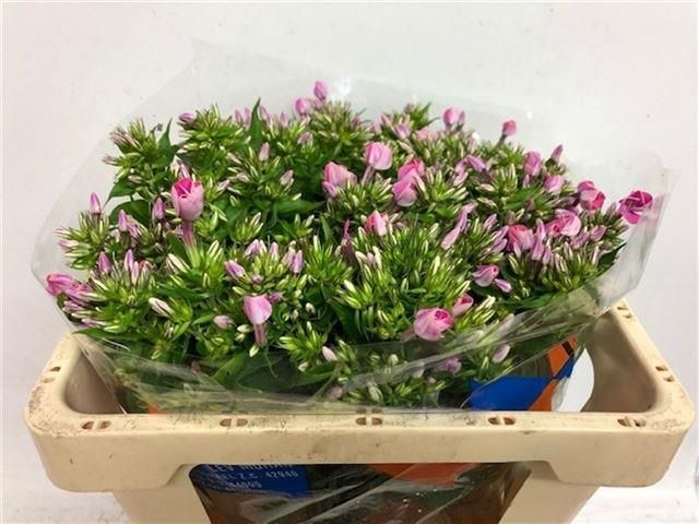 Флокс Сенора 50, шт.