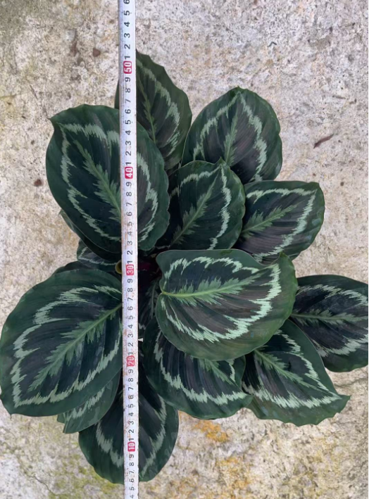 Калатея Рейнбоу 14 35