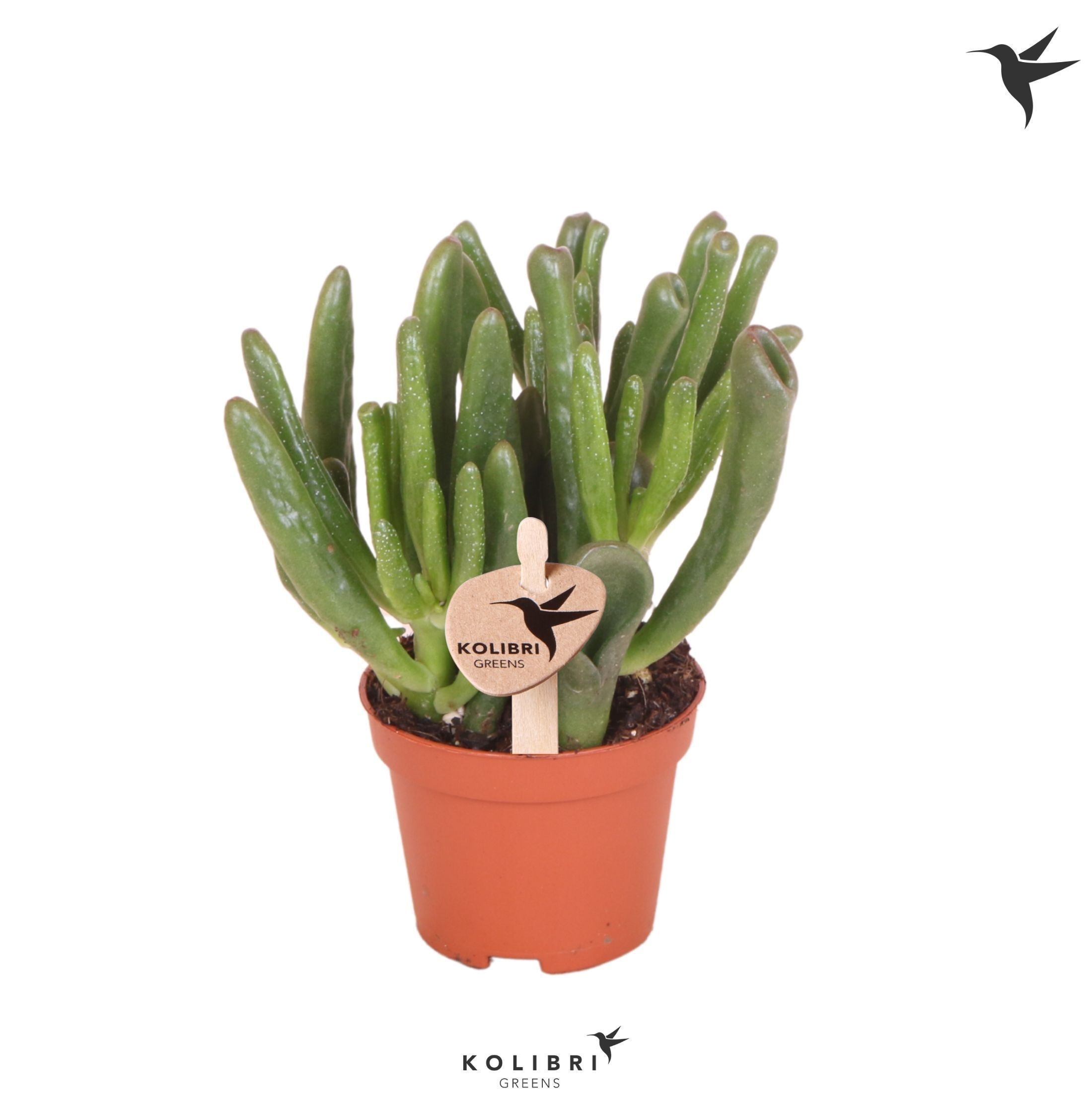Kolibri Greens Succulenten Crassula Hobbit, D 6