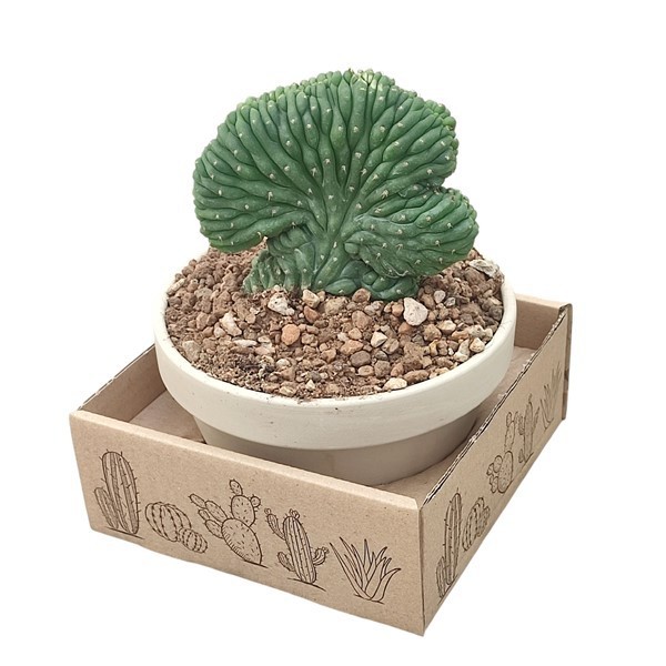 TRICHOCEREUS PACHANOI CRESTATO - WHITE BASALT BOWL Ø 15 IN CARDBOARD BOX (CACTUS), D 15 cm TRICHOCEREUS PACHANOI CRESTATO - WHITE BASALT BOWL Ø 15 IN CARDBOARD BOX (CACTUS), D 15 cm