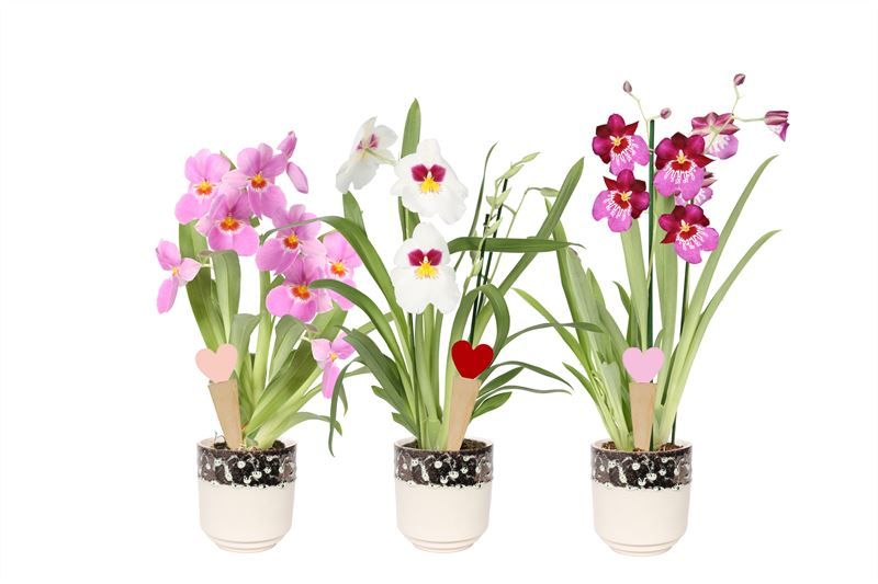 Noa p12 ombre vanille Miltonia mix 2T08+, D 12