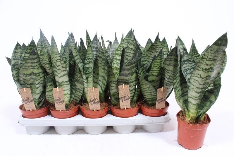 Sansevieria zeylanica compacta, D 12