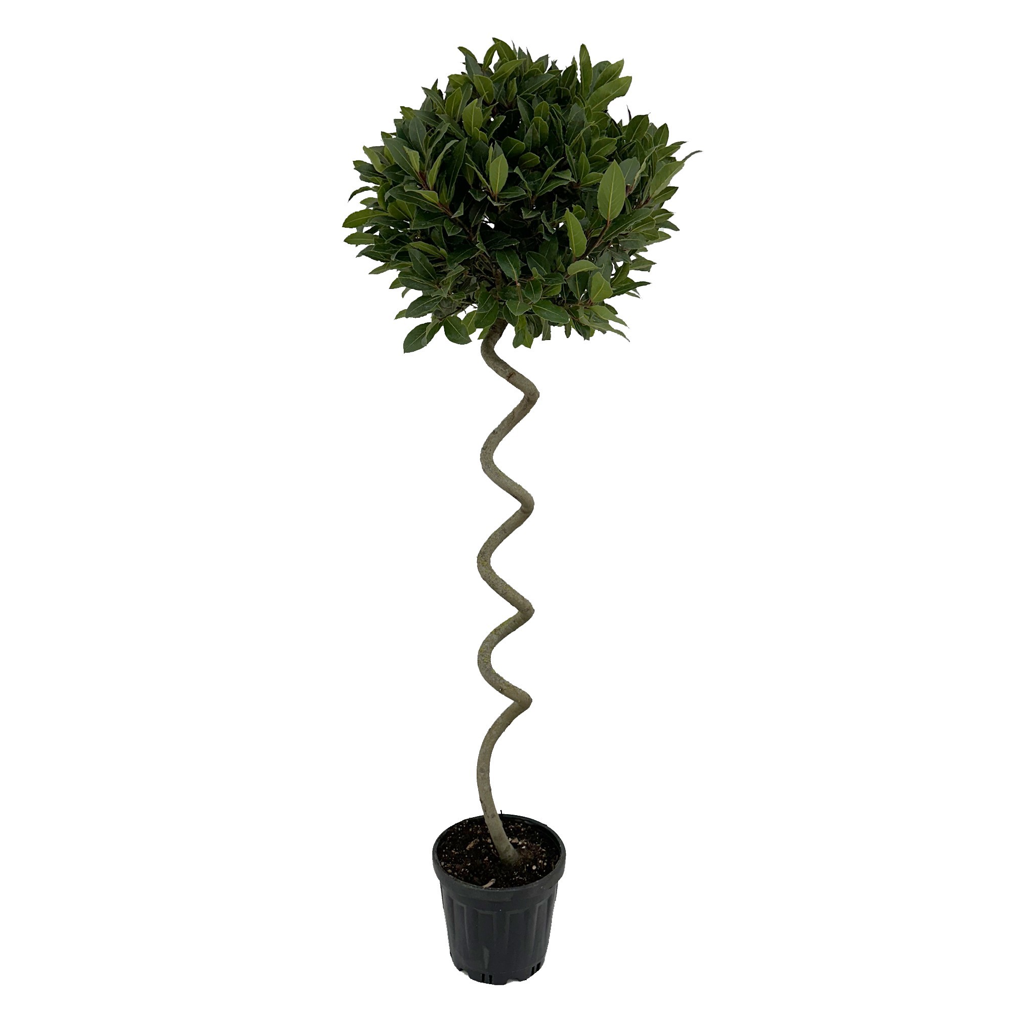 Laurus nobilis Kurketrekker, D 25