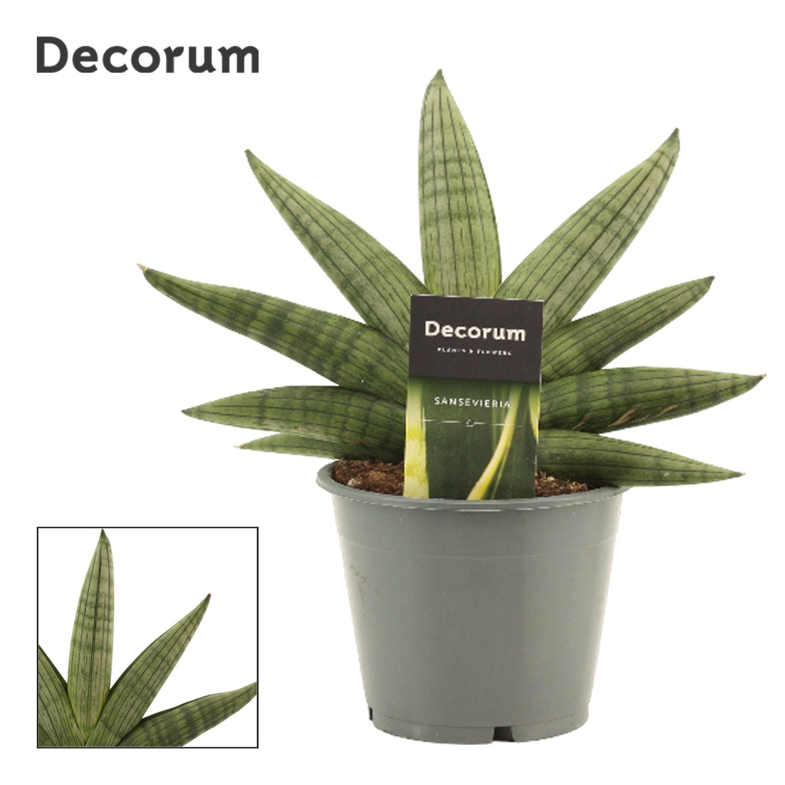 Sansevieria Rookie Fan 12 cm (Decorum), D 12