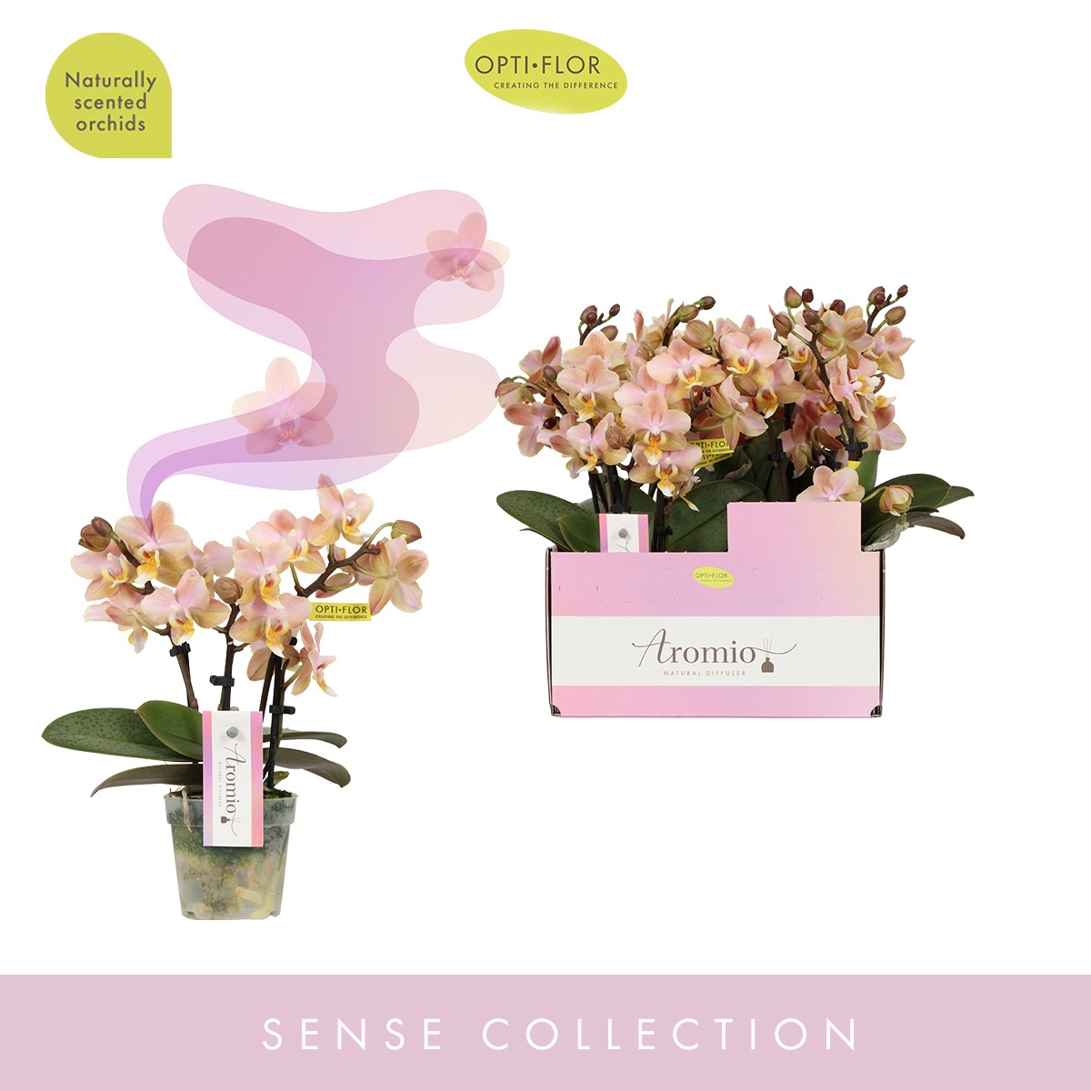 Aromio Honey 3 spike, D 7 cm