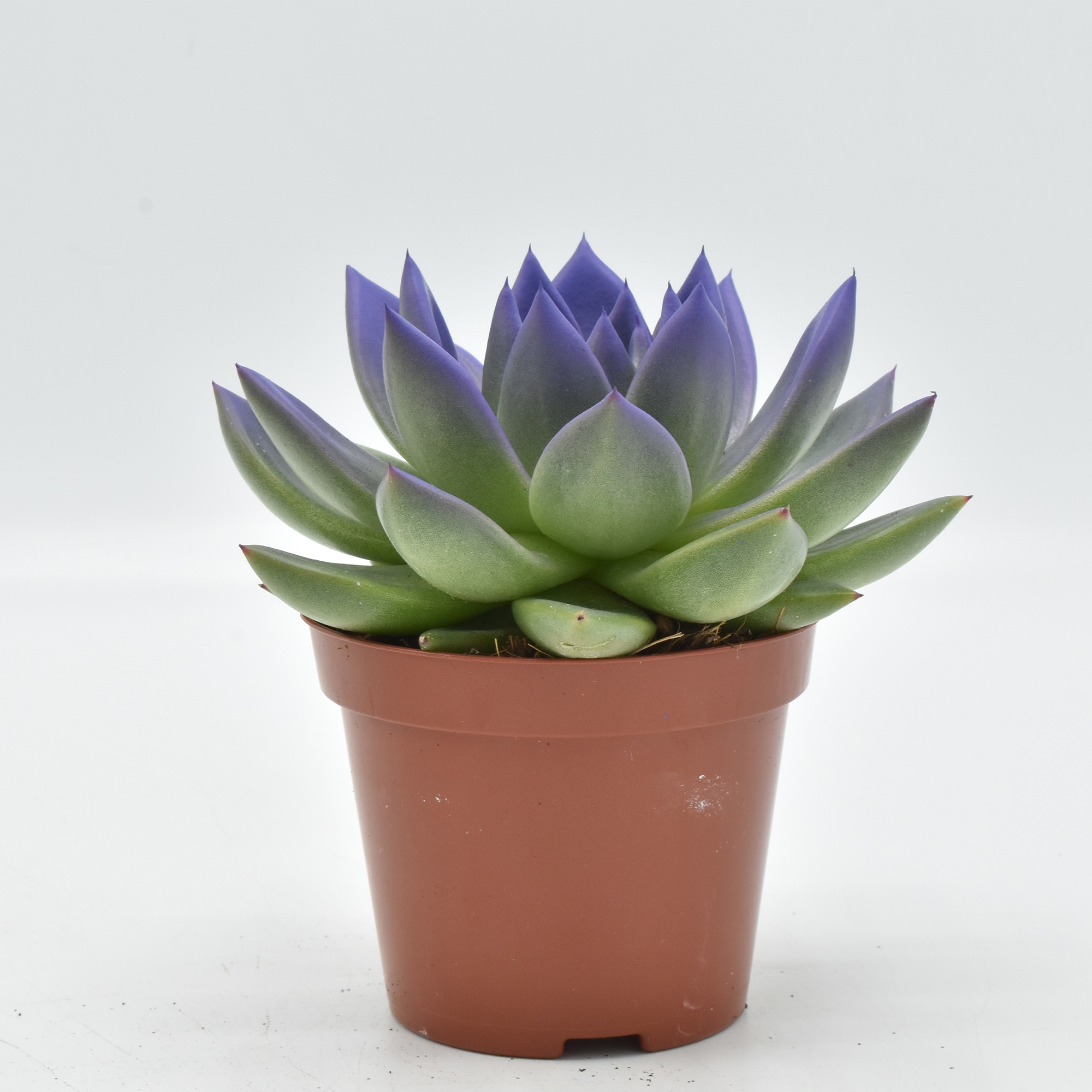 Miranda coloured purple festival, D 8,5 cm