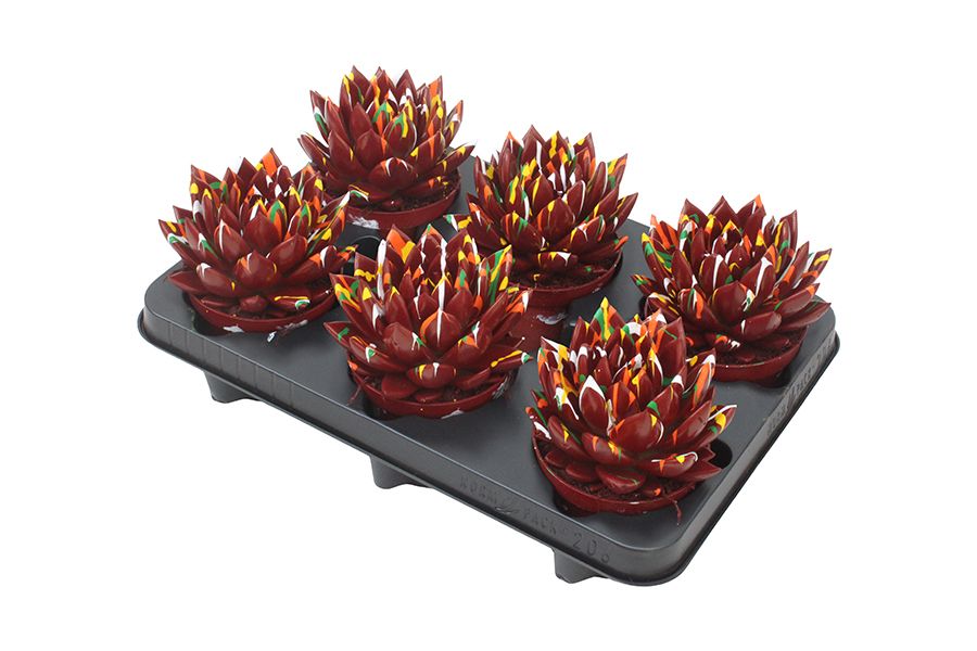 Miranda coloured Splash red, D 10,5 cm