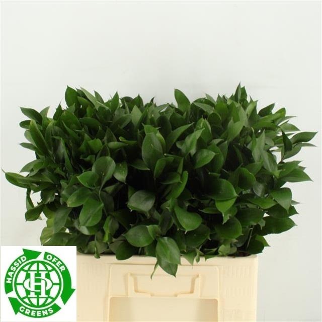 Рускус Израильский 60 (зел.), шт.