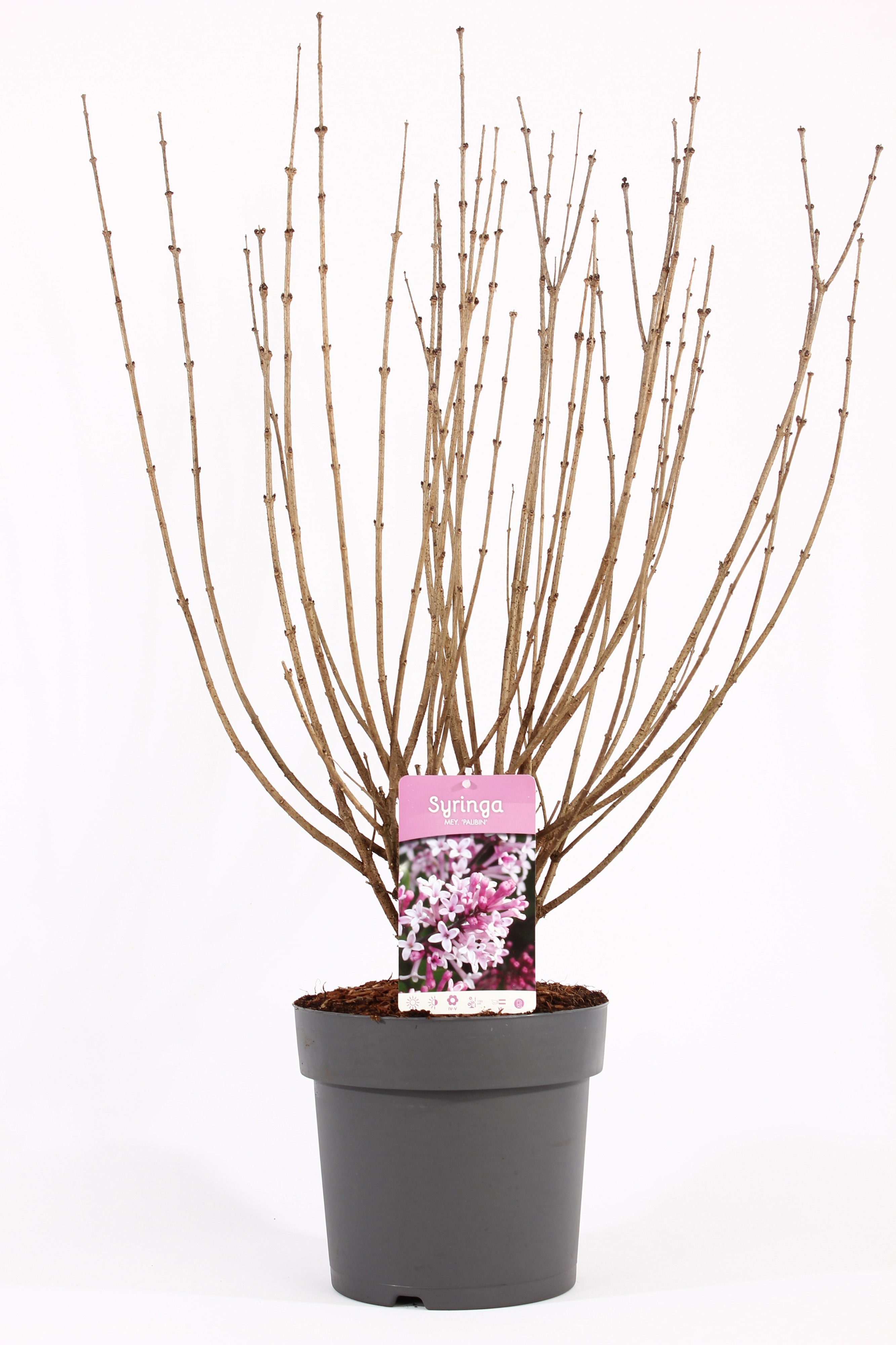 Syringa mey. 'Palibin' C7, D 26