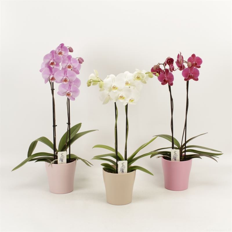 Phalaenopsis gemengd 2 tak gemengd in pastel Moederdag keramiek, D 12