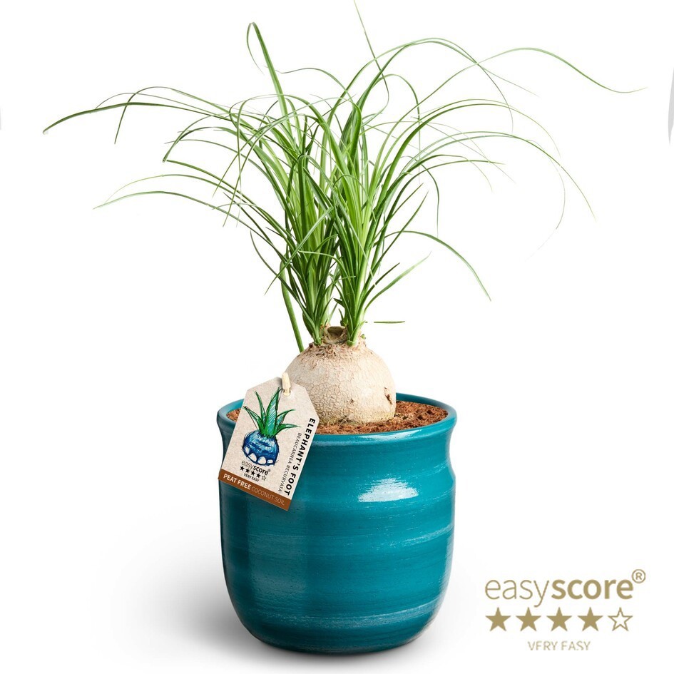 BEAUCARNEA RECURVATA 41103046 Maceta Teal Nolina, D 12