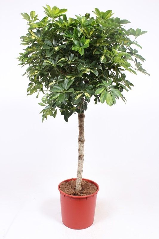 Schefflera Gold Capella, D 34 cm