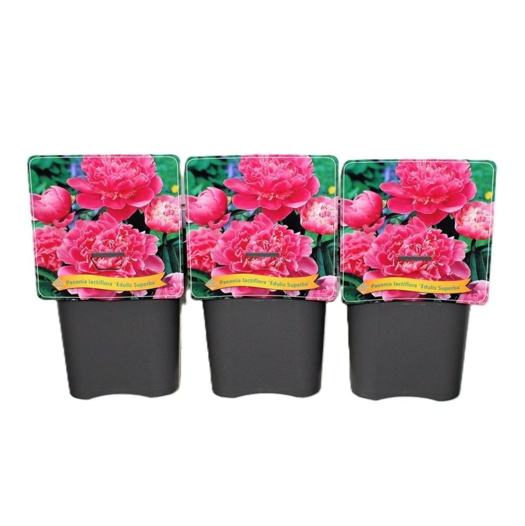 Paeonia Lactiflora 'Edulis Superba' C5, D 21