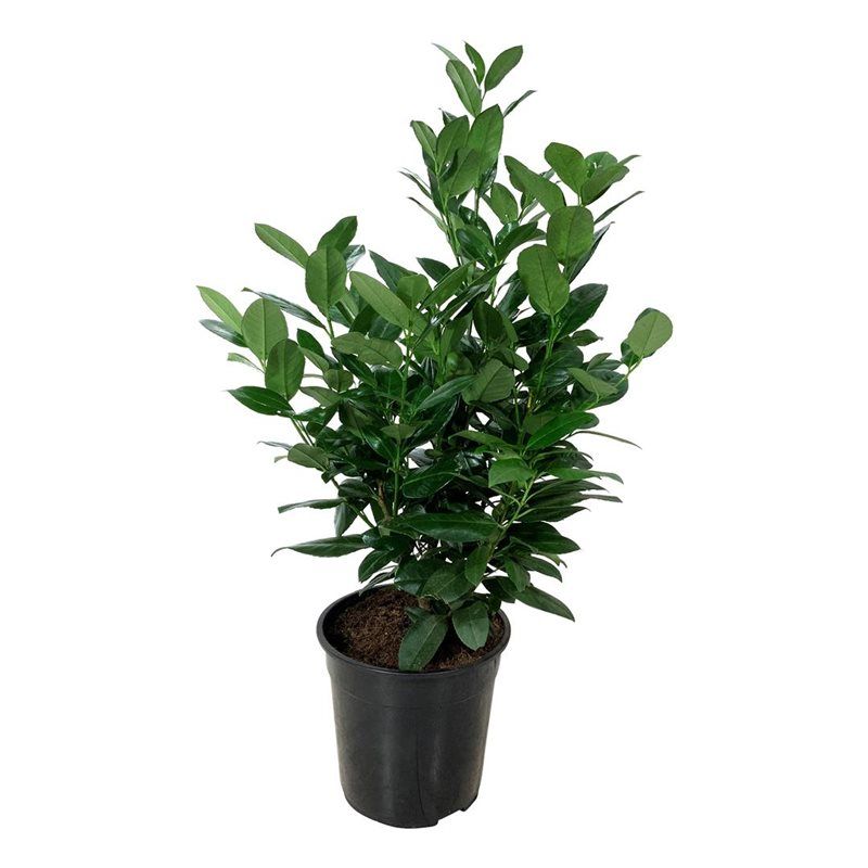 Prunus laur. 'Obelisk', D 24