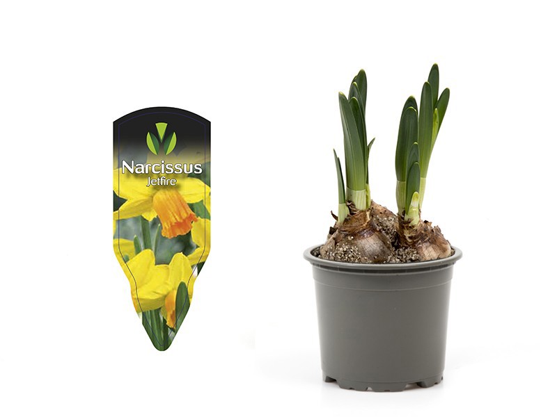 NARCISSUS CYCLAMINEUS 'JET FIRE', D 9