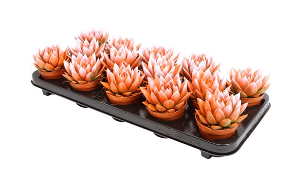 Miranda bicoloured orange/white, D 8,5 cm