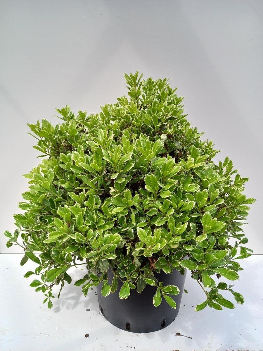Pittosporum t. 'N. du Mont Ventoux', breed, D 40