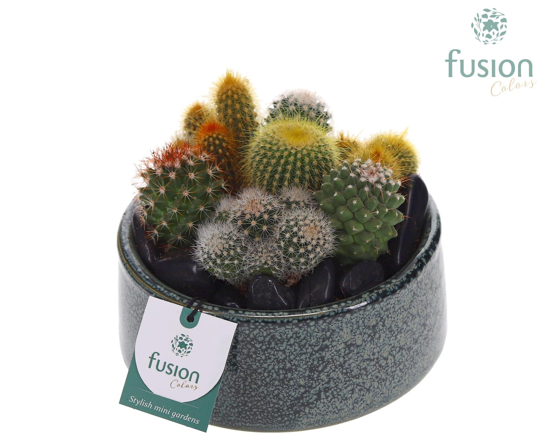 Pot Tol keramiek met Cactussen, D 18