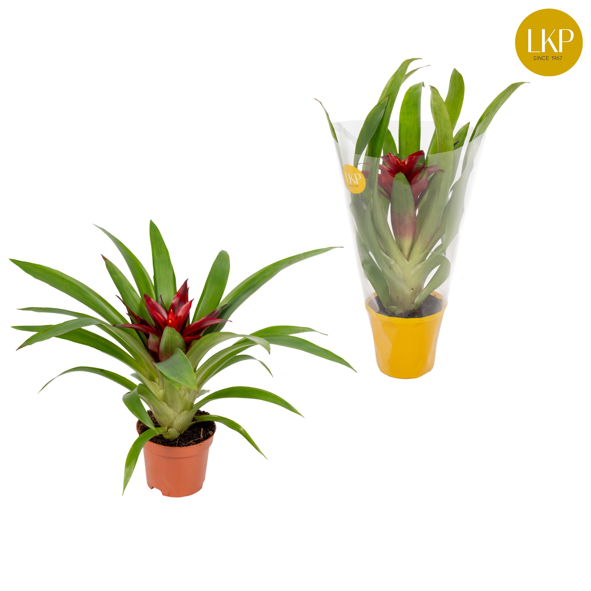 Guzmania Glow Oranje (Met Hoes), D 9
