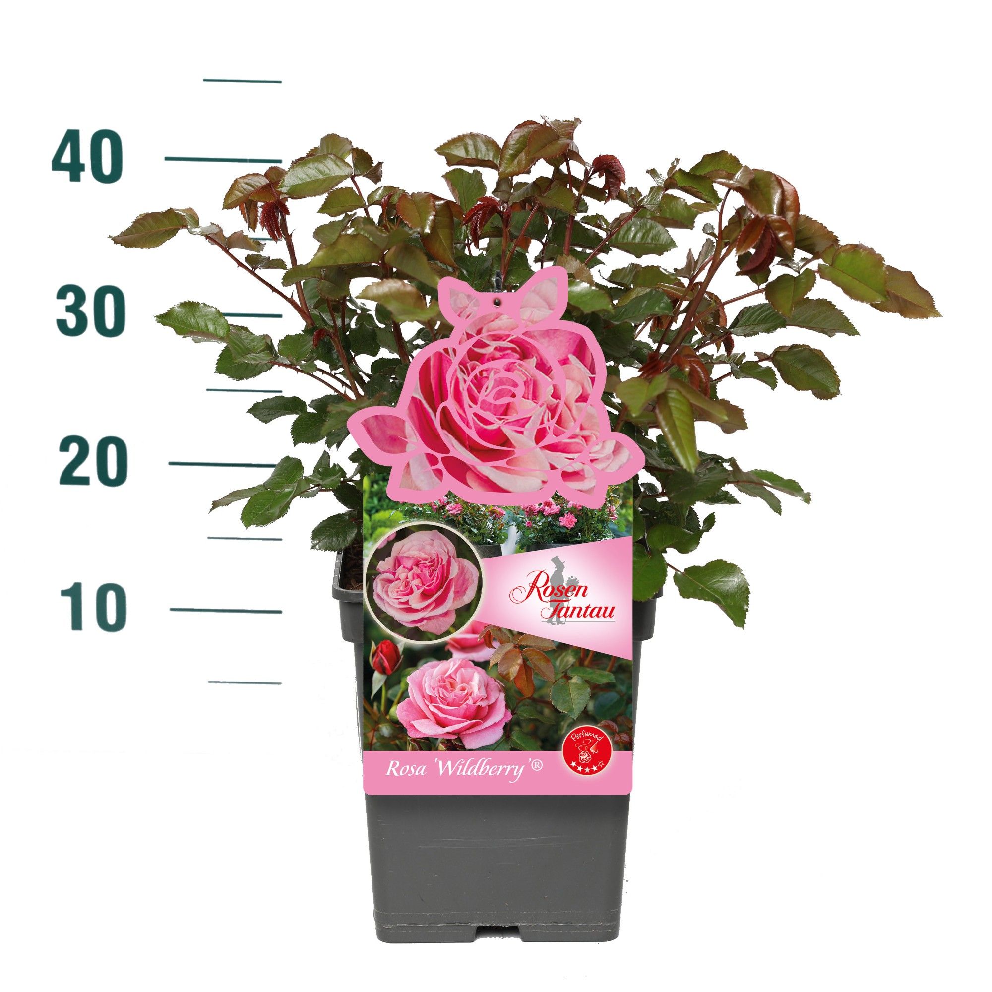 Rosa 'Wildberry' - Struik - VP5 - Tantau Premium, D 23 cm
