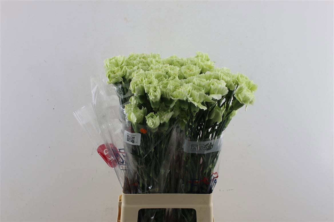 Диантус од. Овериг, шт.