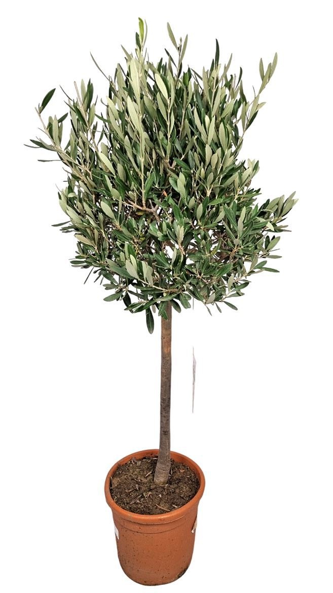 Olea Europaea Stem - 1241, D 22
