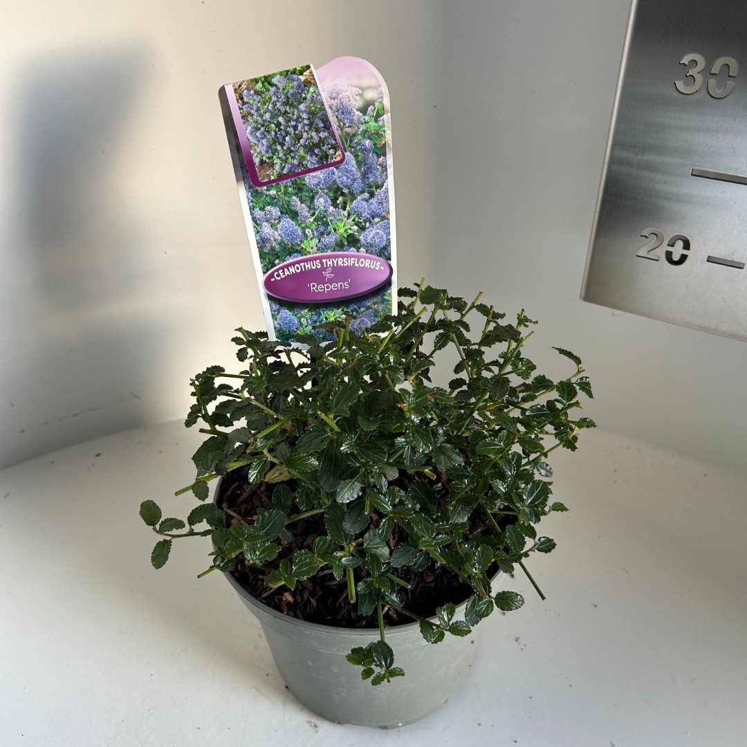 ceanothus repens, D 17