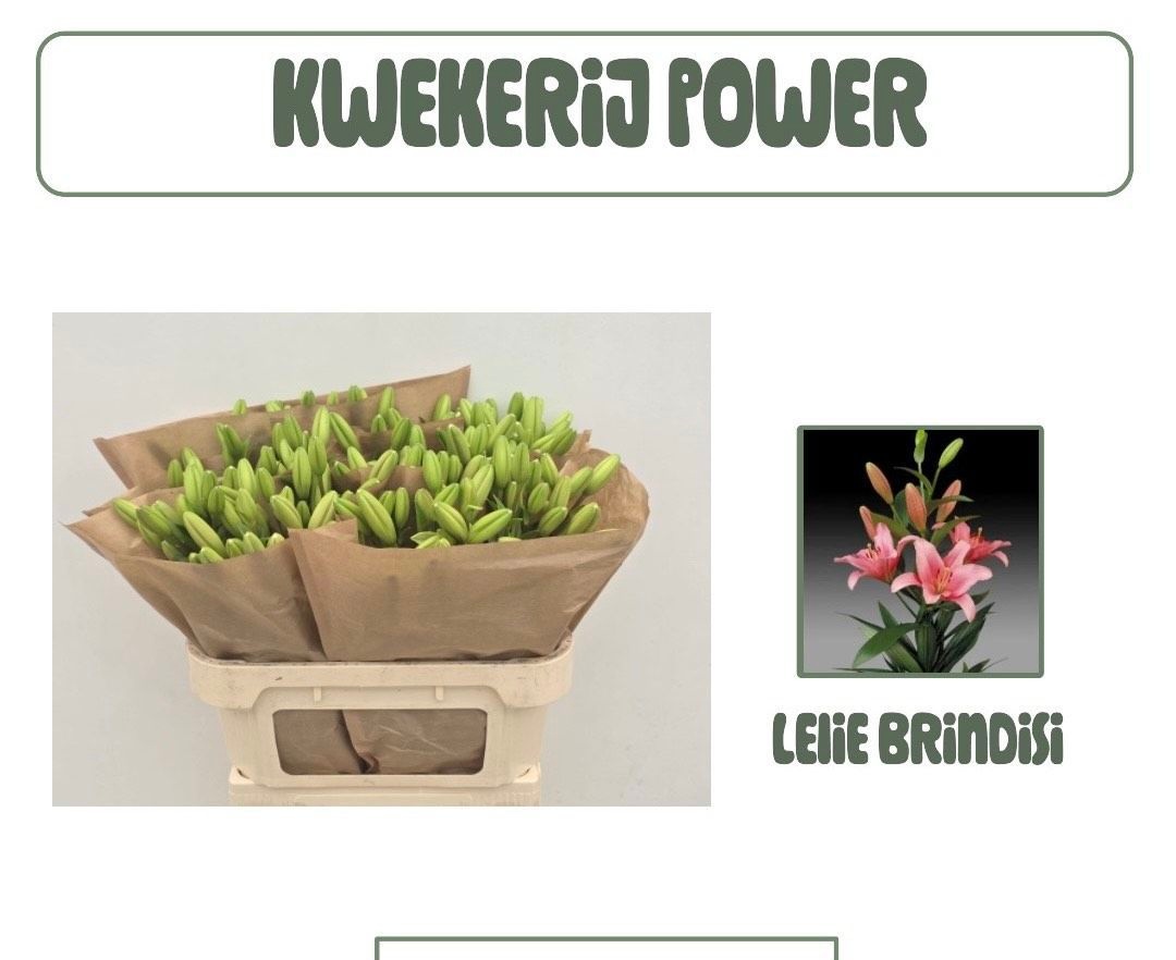 Лилия Бриндизи 80, шт.