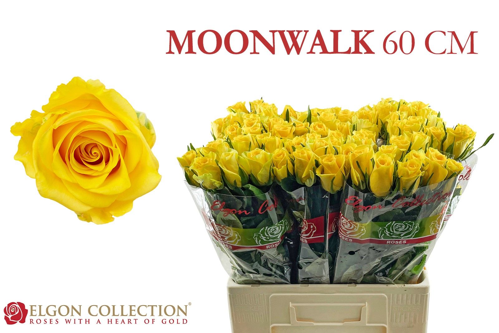 Роза од. Мунвок 60, шт.