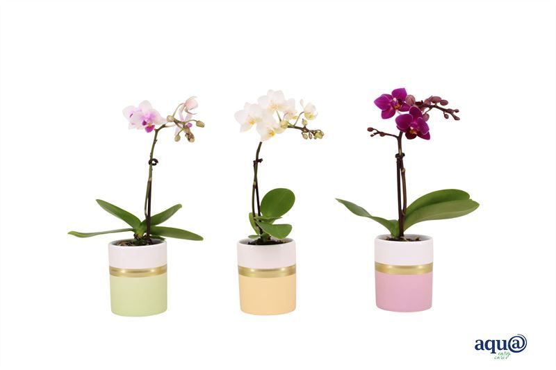 Dolomite p06 Horizon pastel mix Phal Tiny Dolls mix 1T07+ Aqu@, D 6