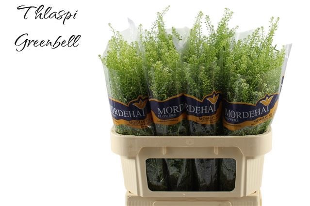 Тласпи Грин Бэлл 70 (зел.), шт.