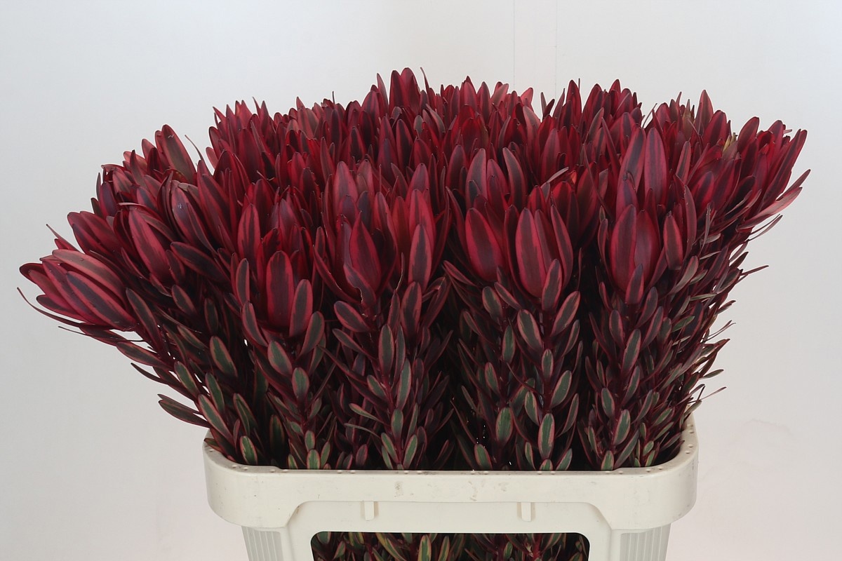 Леукадендрон Джестер 80, шт.