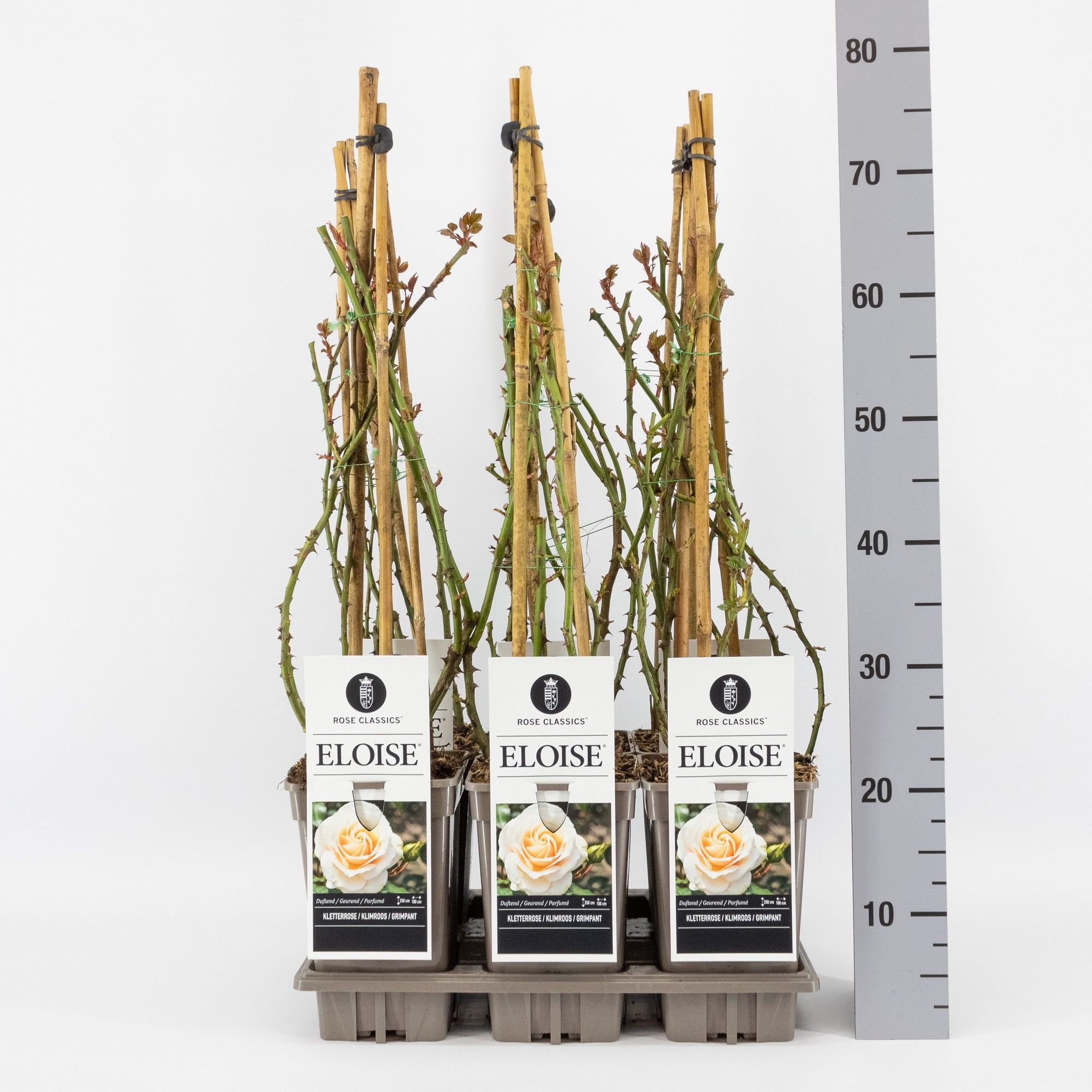 Rosa (K) Eloise ®, C3, 3 stok 75 cm, D 17