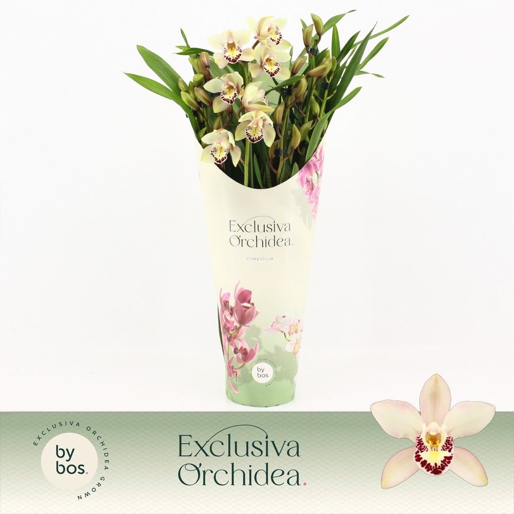 Cymbidium, Little Stef 7+ spike P14 'Exclusiva Orchidea' Potcover, D 14 cm