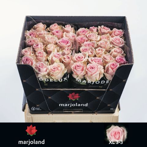 Роза од. Свит Доломити 60, шт. Роза од. Свит Доломити 60, шт.