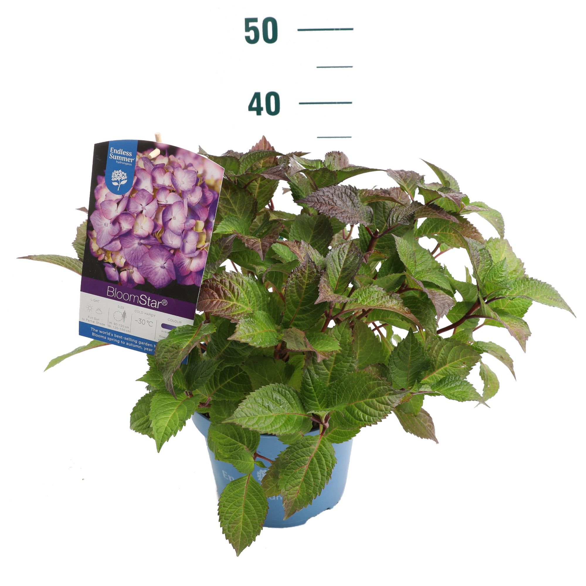 Hydrangea 'BloomStar Blue' - P23 - Endless Summer, D 23 cm