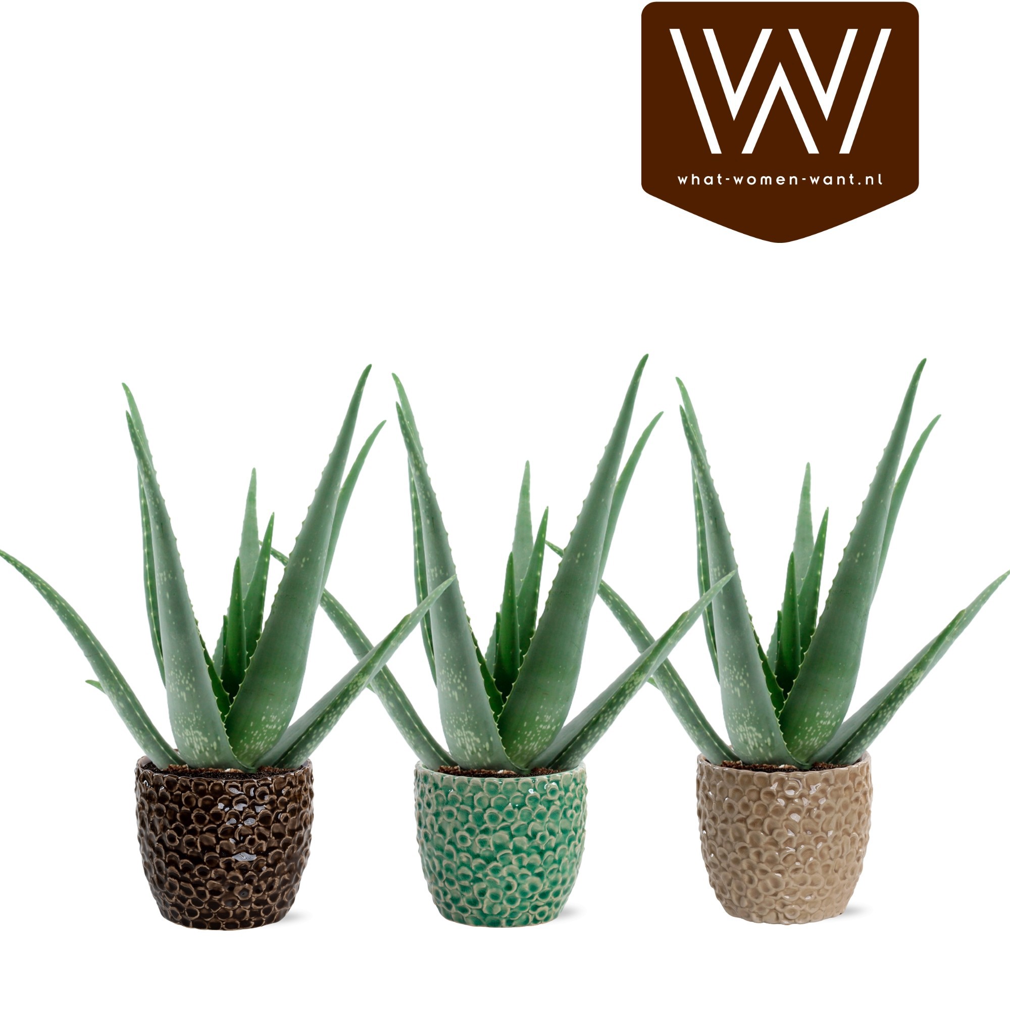 Aloe Vera P12 in Lizzy, D 13